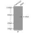 RBPJ Antibody in Immunoprecipitation (IP)