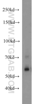 RBPJ Antibody in Western Blot (WB)