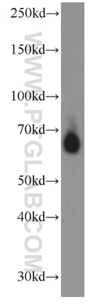 RBPJ Antibody in Western Blot (WB)