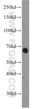 RBPJ Antibody in Western Blot (WB)