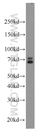 RBPJ Antibody in Western Blot (WB)