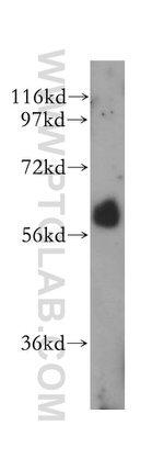 RBPJ Antibody in Western Blot (WB)