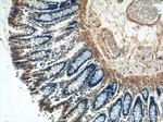 NMUR1 Antibody in Immunohistochemistry (Paraffin) (IHC (P))