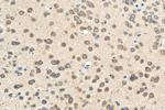 NMUR1 Antibody in Immunohistochemistry (Paraffin) (IHC (P))