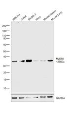 MyD88 Antibody in Western Blot (WB)