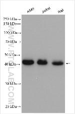 SHARPIN Antibody in Western Blot (WB)