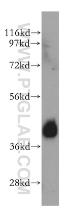 SHARPIN Antibody in Western Blot (WB)