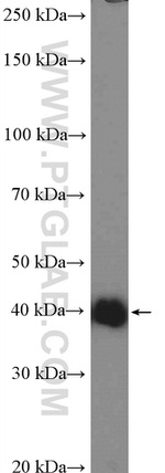 SHARPIN Antibody in Western Blot (WB)