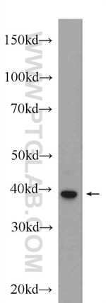 SHARPIN Antibody in Western Blot (WB)