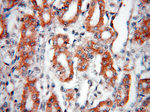 AFG3L2 Antibody in Immunohistochemistry (Paraffin) (IHC (P))