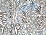 AFG3L2 Antibody in Immunohistochemistry (Paraffin) (IHC (P))