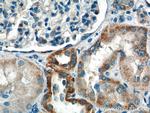 AFG3L2 Antibody in Immunohistochemistry (Paraffin) (IHC (P))