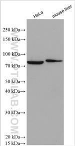 AFG3L2 Antibody in Western Blot (WB)