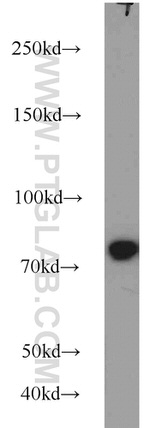 AFG3L2 Antibody in Western Blot (WB)