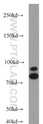 AFG3L2 Antibody in Western Blot (WB)