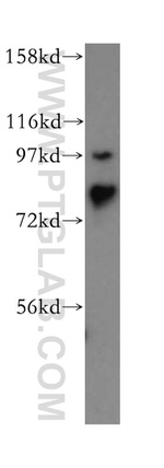 AFG3L2 Antibody in Western Blot (WB)