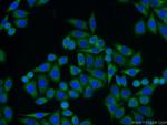 CNPY2/MSAP Antibody in Immunocytochemistry (ICC/IF)