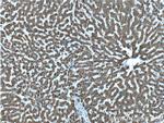 CNPY2/MSAP Antibody in Immunohistochemistry (Paraffin) (IHC (P))