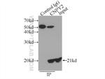 CNPY2/MSAP Antibody in Immunoprecipitation (IP)