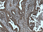 CNPY2/MSAP Antibody in Immunohistochemistry (Paraffin) (IHC (P))