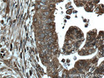 CNPY2/MSAP Antibody in Immunohistochemistry (Paraffin) (IHC (P))