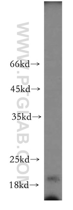 CNPY2/MSAP Antibody in Western Blot (WB)