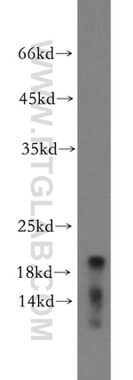 CNPY2/MSAP Antibody in Western Blot (WB)