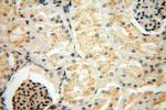 CHMP1B Antibody in Immunohistochemistry (Paraffin) (IHC (P))