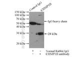 CHMP1B Antibody in Immunoprecipitation (IP)