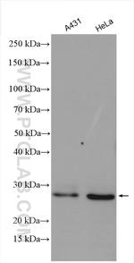 CHMP1B Antibody in Western Blot (WB)