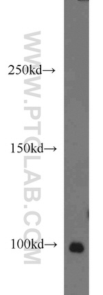 POSH Antibody in Western Blot (WB)