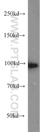 POSH Antibody in Western Blot (WB)