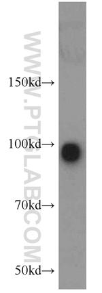 POSH Antibody in Western Blot (WB)