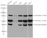 LAP2 Antibody in Western Blot (WB)