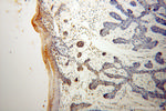 LAP2 Antibody in Immunohistochemistry (Paraffin) (IHC (P))