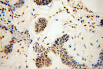 LAP2 Antibody in Immunohistochemistry (Paraffin) (IHC (P))