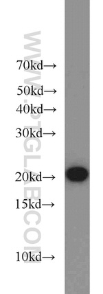 ARPC3 Antibody in Western Blot (WB)