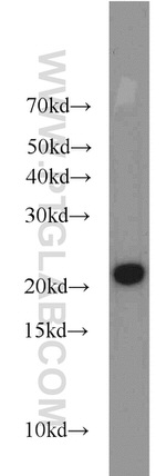 ARPC3 Antibody in Western Blot (WB)