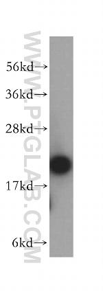 ARPC3 Antibody in Western Blot (WB)