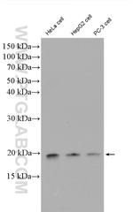 EIF1AX Antibody in Western Blot (WB)