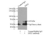 ESX1 Antibody in Immunoprecipitation (IP)