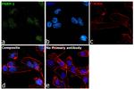 PARP1 Antibody in Immunocytochemistry (ICC/IF)