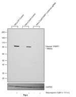 PARP1 (cleaved Asp214) Antibody in Western Blot (WB)