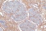 Decorin Antibody in Immunohistochemistry (Paraffin) (IHC (P))