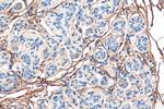 Decorin Antibody in Immunohistochemistry (Paraffin) (IHC (P))