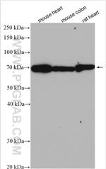 Decorin Antibody in Western Blot (WB)