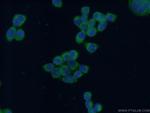 Decorin Antibody in Immunocytochemistry (ICC/IF)