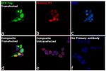 GFP Antibody in Immunocytochemistry (ICC/IF)