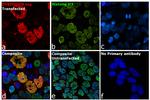 DYKDDDDK Tag Antibody in Immunocytochemistry (ICC/IF)