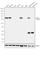 Zap-70 Antibody